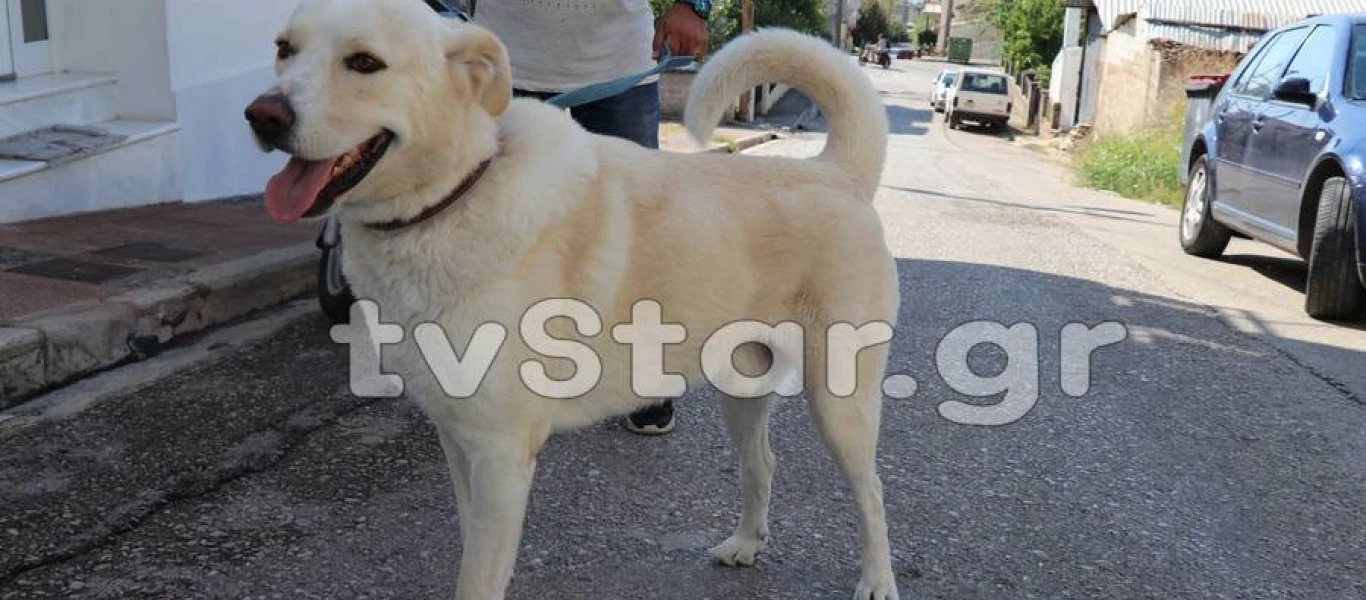 Στυλίδα: Πρόστιμο 500 ευρώ σε κάτοικο επειδή γαβγίζει ο σκύλος του (βίντεο)